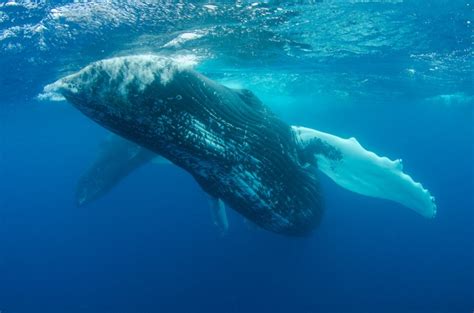 whale penus|Animal Sex: How Blue Whales Do It .